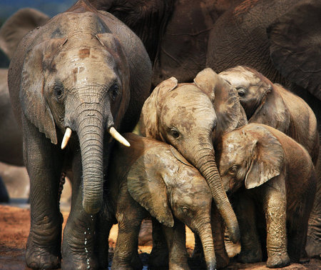 African Elephants - Loxodonta africanaの写真素材