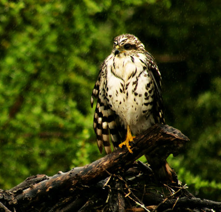 Red-footed hawk (Buteo jamaicensis)の写真素材