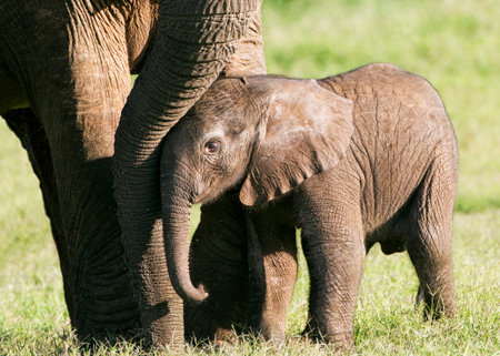 Baby elephant with her mother in Chobe National Park, Botswana.の写真素材