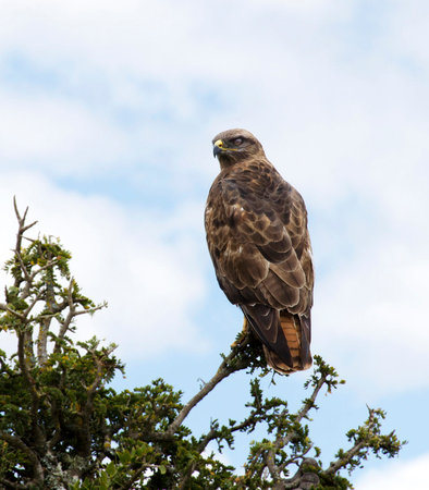 Common buzzard (Buteo buteo) perched on a treeの写真素材