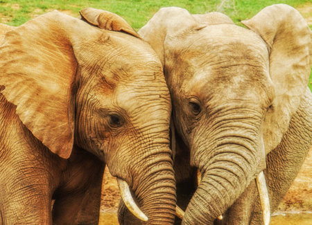 Elephants in Chiangmai zoo, Thailand, Asiaの写真素材