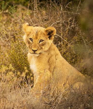Lion cub in Maasai Mara National Park, Kenya, Africaの写真素材