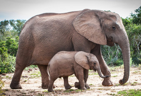 Baby elephant with her mother in Chobe National Park, Botswana, Africa