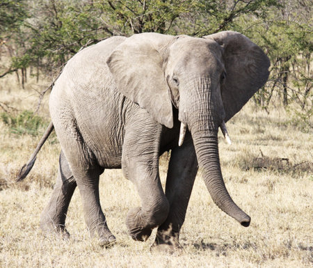 African elephant (Loxodonta africana) in Kenyaの写真素材
