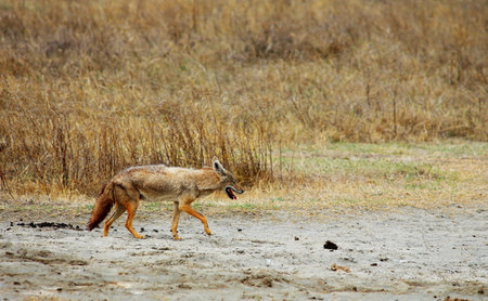 Black-backed jackal, Canis mesomelas, in Chobe National Park, Botswana, Africa