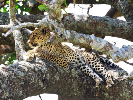 Leopard lying on a tree in Serengeti National Park, Tanzania