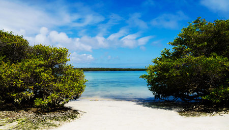 Mangrove trees on the beach in Cayo Largo, Cubaの写真素材