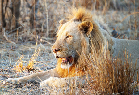 Lion in the Okavango Delta - Moremi National Park in Botswana