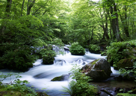 Waterfall in the forest. Summer landscape with a waterfall in the forest.の写真素材