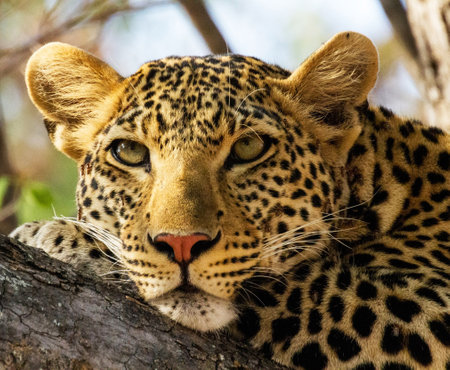 Leopard lying on a tree in the Okavango Delta, Botswana.の写真素材