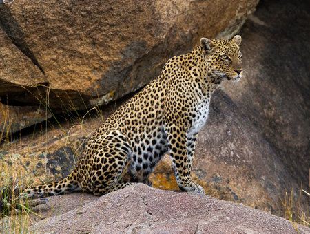 Leopard sitting on a rock in the Serengeti National Park, Tanzania
