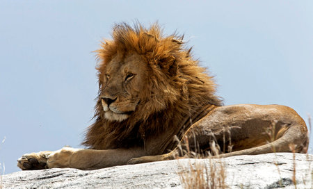 Male lion lying on a rock in Serengeti National Park, Tanzaniaの写真素材