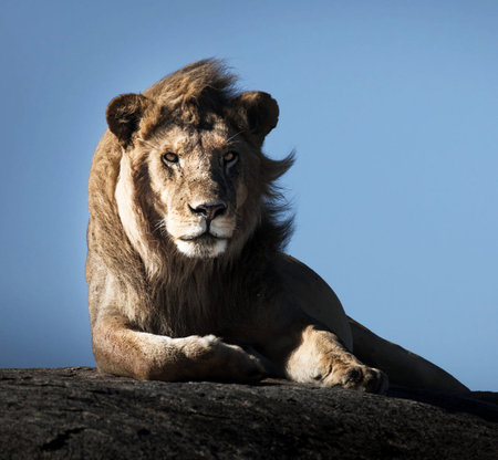 Male lion lying on rock in Serengeti National Park, Tanzania