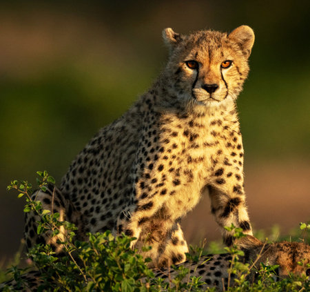 Cheetah sitting in grass looking ahead, Maasai Mara National Park, Kenya, Africaの写真素材