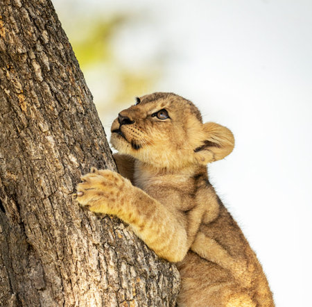 Lion cub climbing a tree in Serengeti National Park, Tanzania
