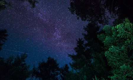 Night starry sky with milky way and silhouette of tree.