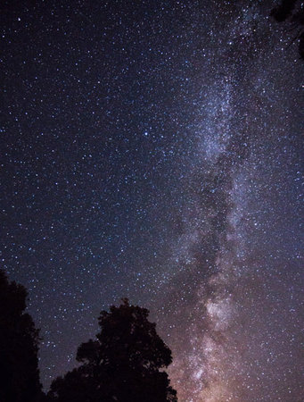 Milky Way Galaxy with stars and silhouette of a tree at night