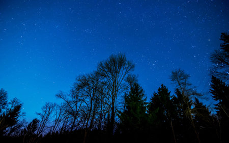 Night sky with stars and silhouette of trees. Long exposure photo.