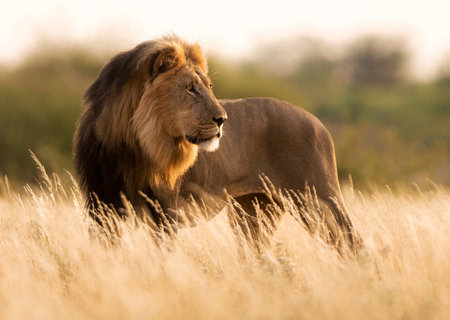 Lion in the grass in the Okavango Delta, Botswana.の写真素材