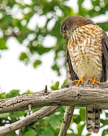 Red-footed hawk (Accipiter nisus) perched on a tree branchの写真素材