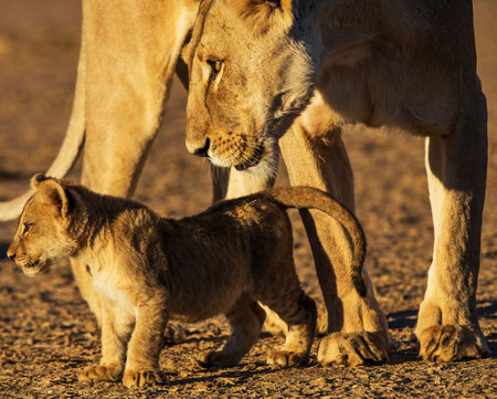 Lioness and lion cubs in Etosha National Park, Namibiaの写真素材
