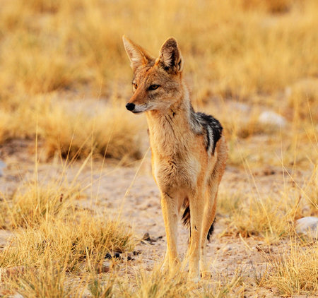 Black-backed jackal (Canis mesomelas) in Namibiaの写真素材