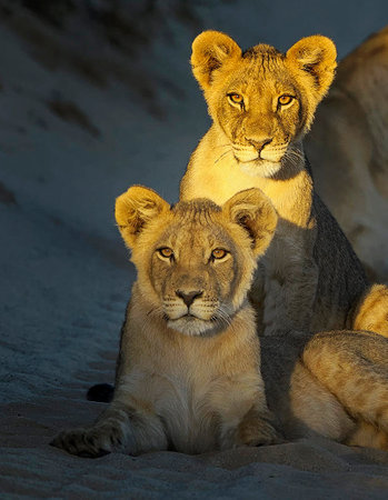 Lioness and lion cubs sitting in the sand at sunsetの写真素材