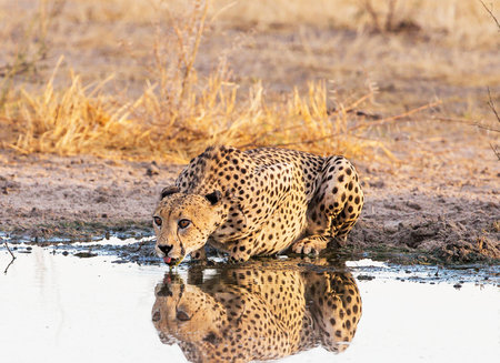 Cheetah drinking water from a puddle in the Chobe National Park, Botswana.の写真素材