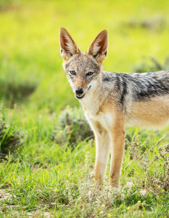 Portrait of a black-backed jackal (Canis mesomelas) in the grassの写真素材