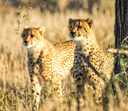Cheetah and cub in the savannah, Namibia, Africa