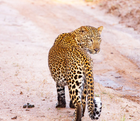 leopard in Kruger National Park, South Africa ; Specie Panthera pardus family of Felidaeの写真素材