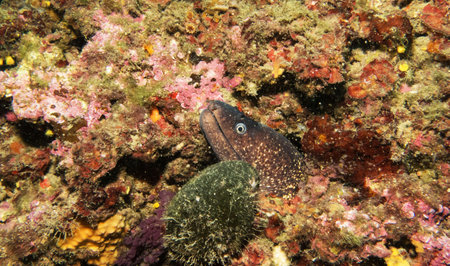 Moray eel on the reef of Koh Tao island in Thailandの写真素材