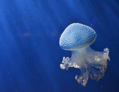 jellyfish in the deep blue sea, beautiful photo digital picture
