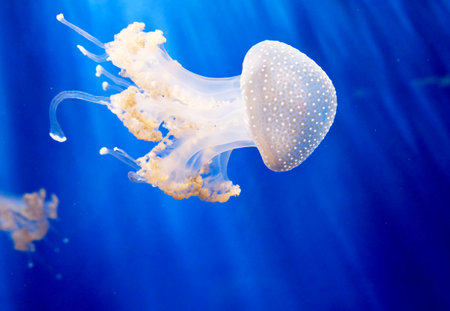 Jellyfish swimming underwater in the deep blue water of the ocean
