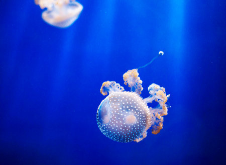 jellyfish in the deep blue water of a marine aquarium.の写真素材