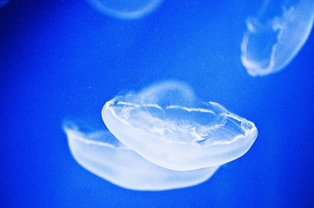 Jellyfish in the blue water, closeup of photo.