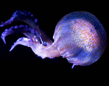 Jellyfish on a black background. Jellyfish in the aquariumの写真素材