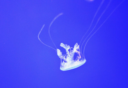 jellyfish in the deep blue sea, closeup of photoの写真素材