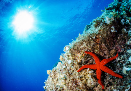 Starfish on a tropical coral reef in the Red Sea, Egyptの写真素材
