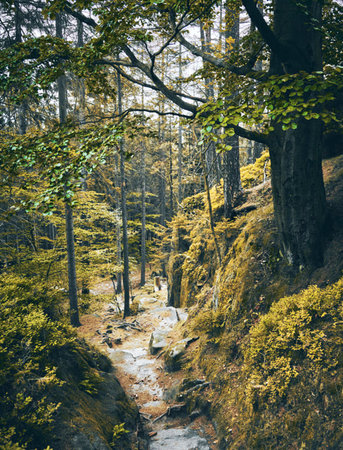 Mountain stream in the autumn forest. Filtered image processed vintage effect.の写真素材
