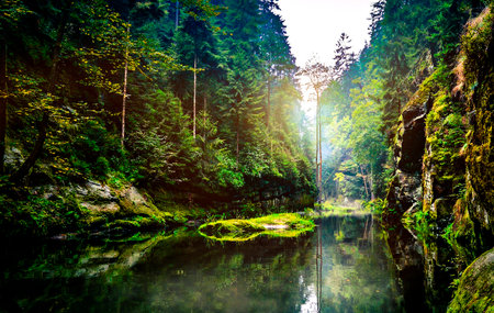 Landscape with a small river flowing through the forest. Beautiful natureの写真素材