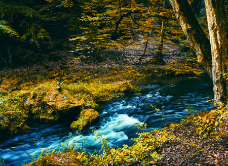 Stream in the autumn forest. Filtered image processed vintage effect.の写真素材