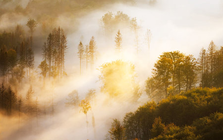 Foggy morning in the forest. Beautiful autumn landscape with fog.