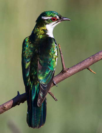 Collared Kingfisher (Crowned Kingfisher)の写真素材