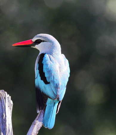 Close-up of a white-headed kingfisher on a branchの写真素材