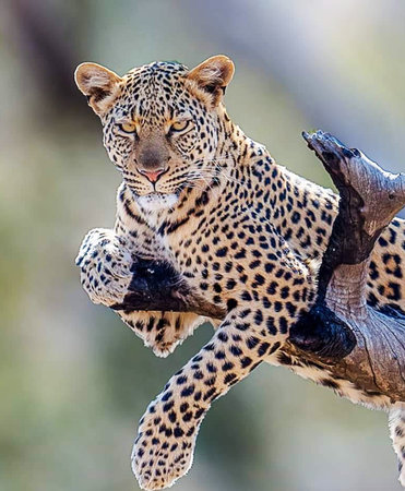 Leopard (Panthera pardus) sitting on a branchの写真素材