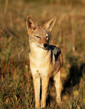 Black-backed Jackal (Canis mesomelas)の写真素材