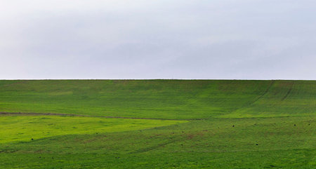 Green field under blue sky with white clouds in the spring season.