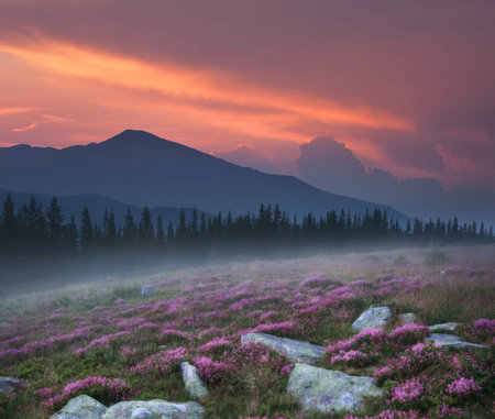 Mountain landscape with blooming rhododendrons in the morning mistの写真素材