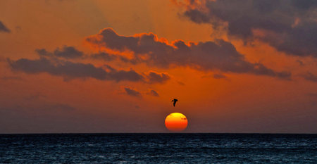 Sunset over the sea with a seagull in the foreground